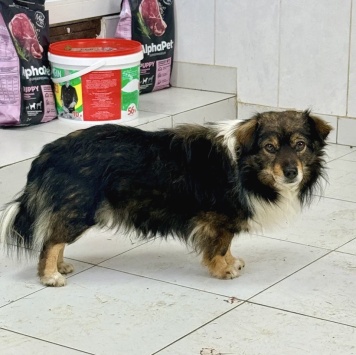 Собаки в добрые руки - Филя