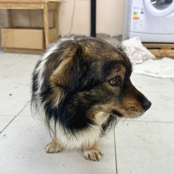 Собаки в добрые руки - Филя - 1