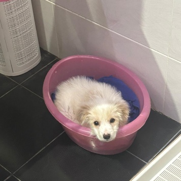 Собаки в добрые руки - Рио