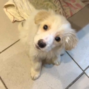 Собаки в добрые руки - Рио - 1