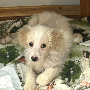 Собаки в добрые руки - Рио - 2