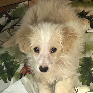 Собаки в добрые руки - Рио - 3