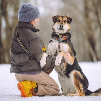Собаки в добрые руки - Сказка