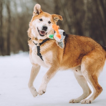 Собаки в добрые руки - Байкал