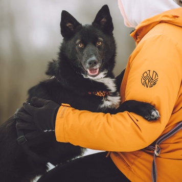 Собаки в добрые руки - Найда