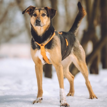 Собаки в добрые руки - Молли