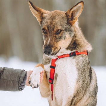Собаки в добрые руки - Ромео (Рома)