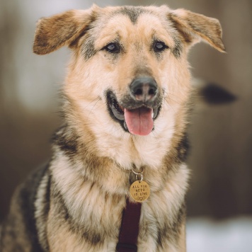 Собаки в добрые руки - Иванушка (Ваня)