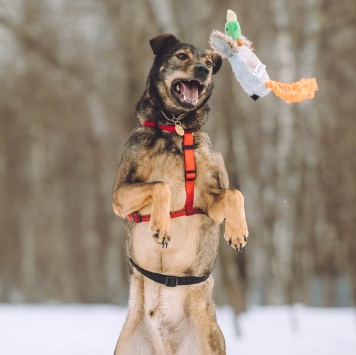 Собаки в добрые руки - Джобс