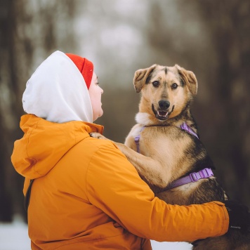Собаки в добрые руки - Миндалька