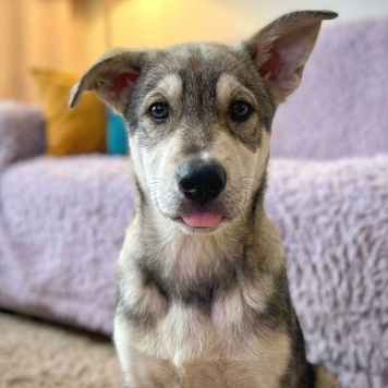 Собаки в добрые руки - Варя - 1