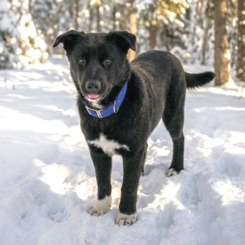 Рэй - Собаки в добрые руки