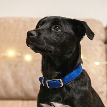 Собаки в добрые руки - Рэй - 1