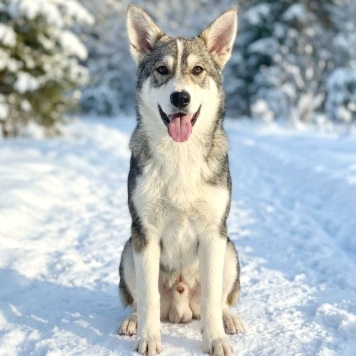 Собаки в добрые руки - Сэм