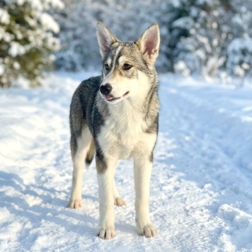 Собаки в добрые руки - Сэм - 1