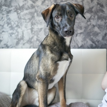 Собаки в добрые руки - Джони