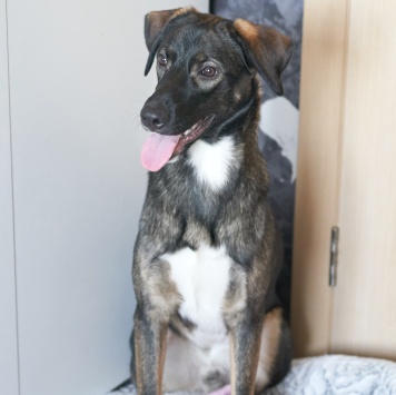 Собаки в добрые руки - Джони - 1