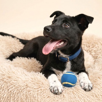 Собаки в добрые руки - Щенки