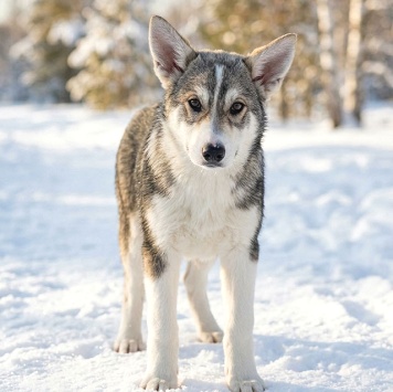 Собаки в добрые руки - Щенки - 1