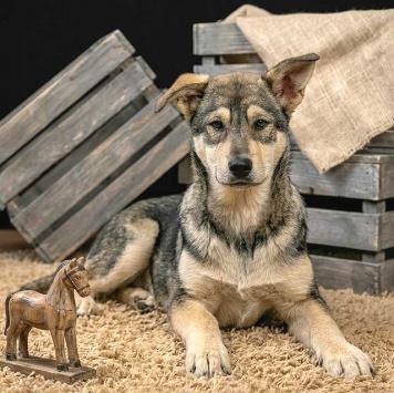 Собаки в добрые руки - Щенки - 2