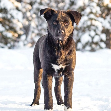 Собаки в добрые руки - Щенки - 3