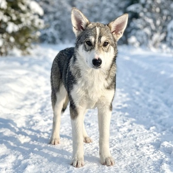 Собаки в добрые руки - Щенки - 4