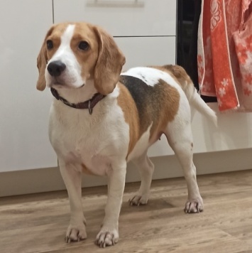 Собаки в добрые руки - Харти