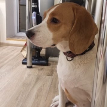 Собаки в добрые руки - Харти - 1