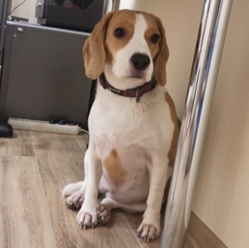 Собаки в добрые руки - Харти - 2