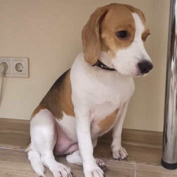 Собаки в добрые руки - Харти - 3