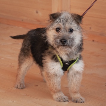 Собаки в добрые руки - Кэтрин - 1