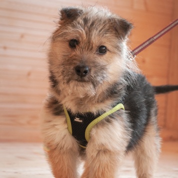 Собаки в добрые руки - Кэтрин - 2