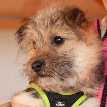 Собаки в добрые руки - Кэтрин - 3