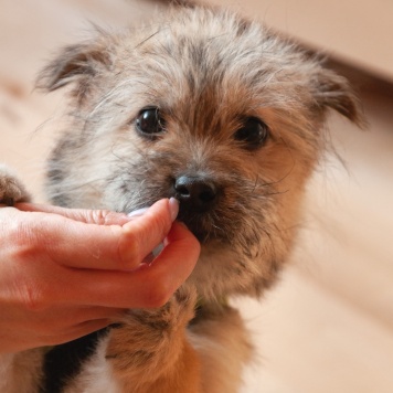 Собаки в добрые руки - Кэтрин - 4