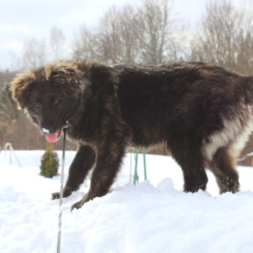 Собаки в добрые руки - Батлай