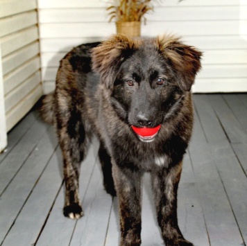 Собаки в добрые руки - Батлай - 1