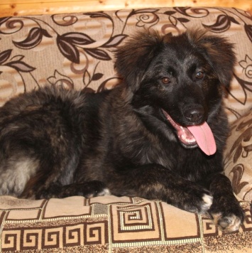 Собаки в добрые руки - Батлай - 2