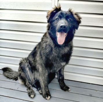 Собаки в добрые руки - Батлай - 3