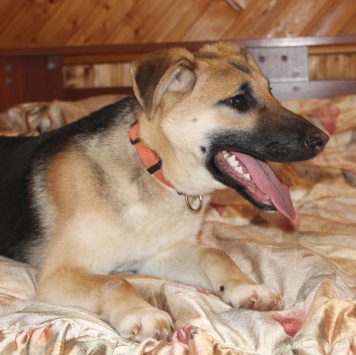 Собаки в добрые руки - Герда