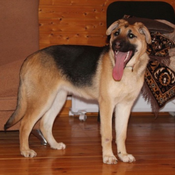 Собаки в добрые руки - Герда - 1