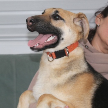 Собаки в добрые руки - Герда - 2