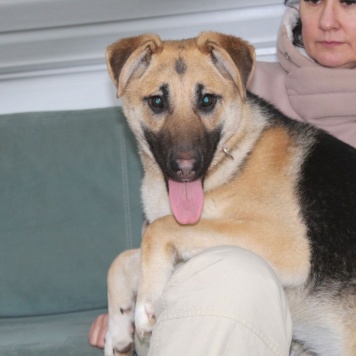 Собаки в добрые руки - Герда - 3