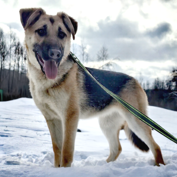Собаки в добрые руки - Герда - 4