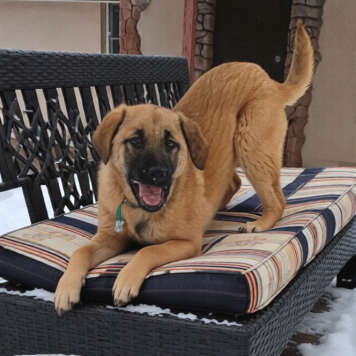 Собаки в добрые руки - Рада - 1