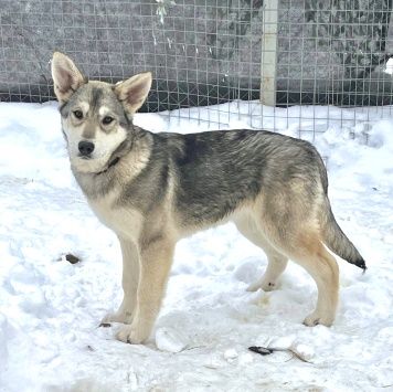 Варя - Собаки в добрые руки