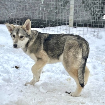 Собаки в добрые руки - Варя - 1