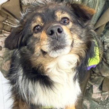 Собаки в добрые руки - Филя