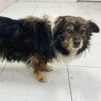 Собаки в добрые руки - Филя - 1