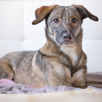 Софи - Собаки в добрые руки