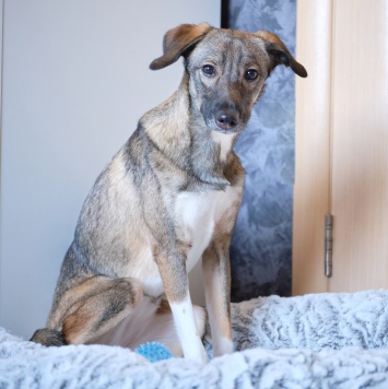 Собаки в добрые руки - Софи - 1